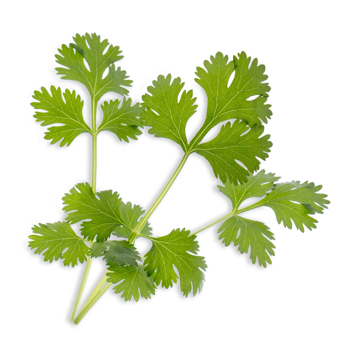 Lingot® Cilantro