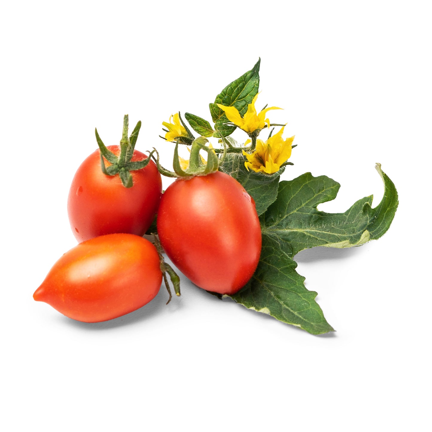 Lingot® Tomate rojo